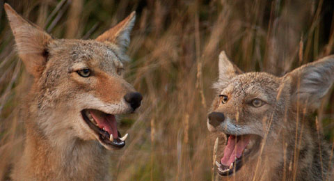 two coyotes laughing